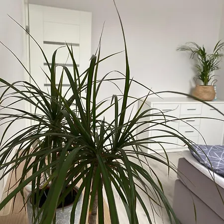 Lasy Jeziora, Cisza I Spokoj, Grzybki I Rybki, Dom 180m2 W Nad Jeziorem Karsinskim