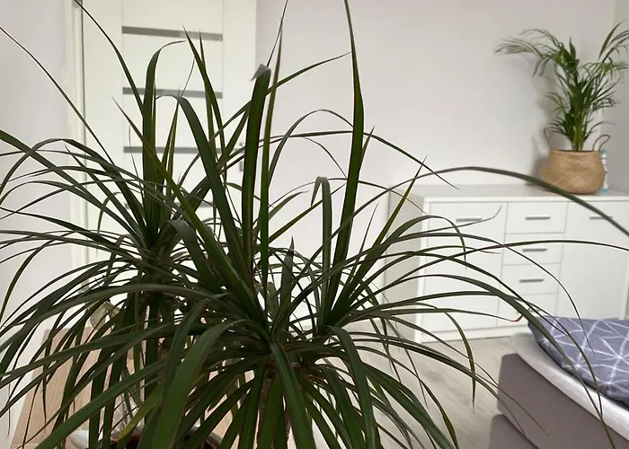 Lasy Jeziora, Cisza I Spokój, Grzybki I Rybki, Dom 180m2 W Nad Jeziorem Karsińskim